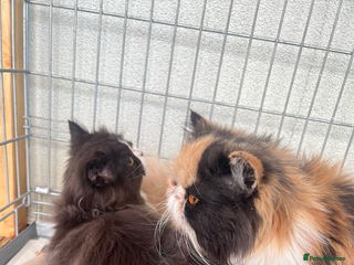 Persian cats - Advert 14