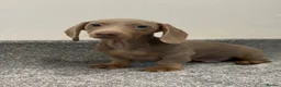 Miniature Dachshund dogs for sale: 💙Carry fluffy Isabella Mini Dachshund Puppies🐶❤️ - Advert 19