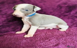 Whippet dogs for sale: All found homes-Beautiful Blue and White Parti BOY - Image 16