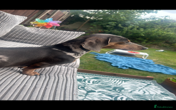 Dachshund dogs for stud: Dapple Dachshund  in Ellesmere Port - Image 2