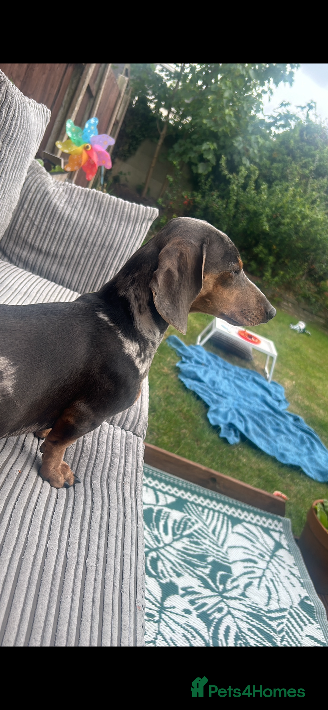 Dachshund dogs for stud: Dapple Dachshund  in Ellesmere Port - Image 2