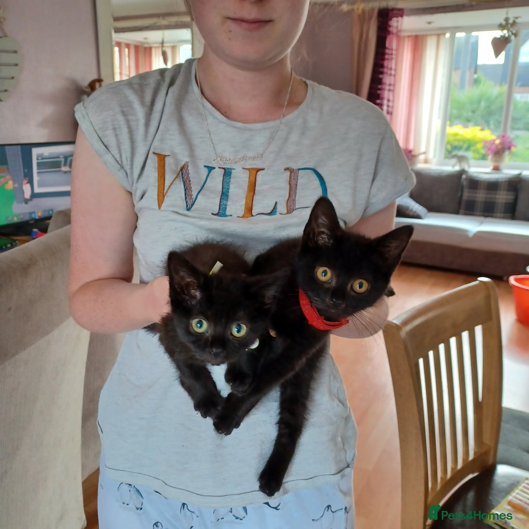 Mixed Breed cats for sale: £50 last 2 kittens - Image 1