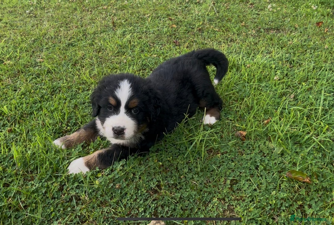 Bernese Mountain Dog dogs for sale: KC Reg Bernese Mountain Dog Puppies - Image 14