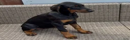Dobermann dogs for sale: Champion and working lines KC Doberman litter - Advert 6