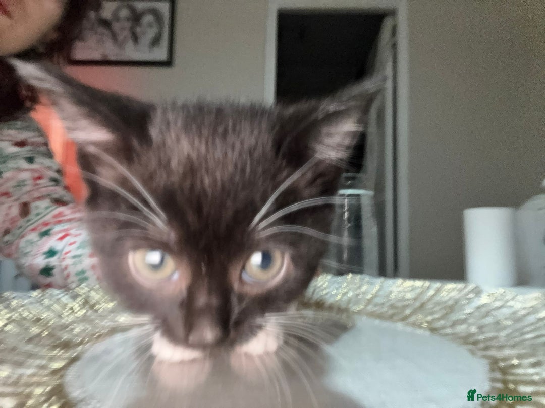 British Shorthair cats for sale: Adorable Kittens Looking for Their Forever Homes - Advert 7