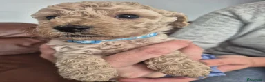 Cockapoo 2