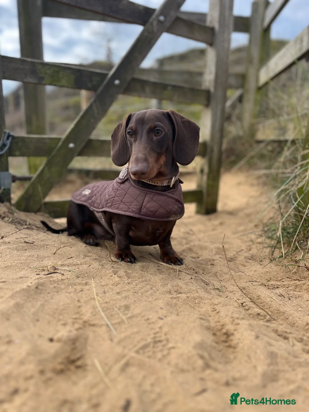 Dachshund dogs for sale: Chocolate and Tan Dachshund  - Advert 4