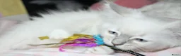 Ragdoll cats for sale: Fully Vaccinated GCCF parents  - Advert 11