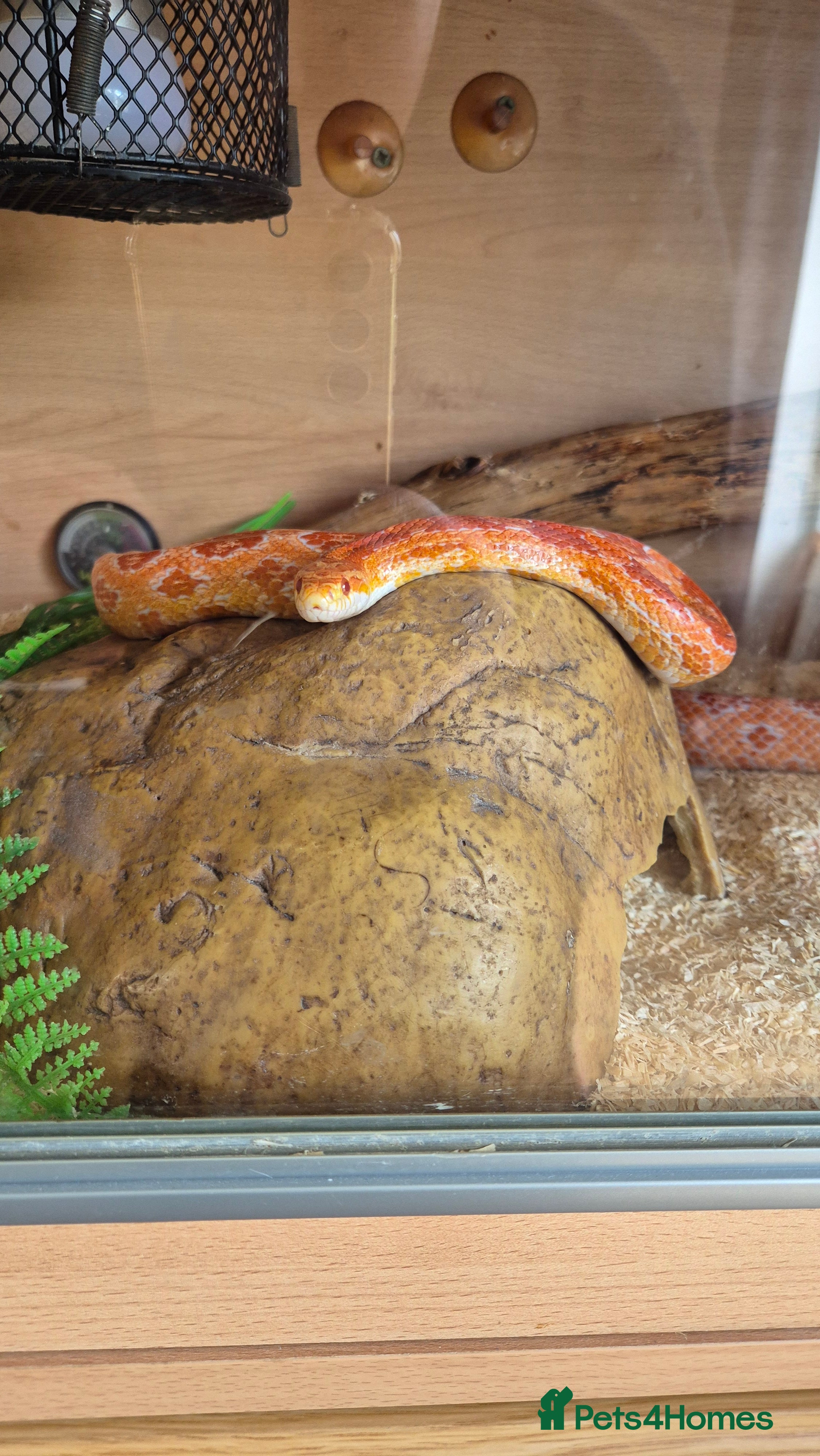 Corn Snake reptiles Corn snake and enclosure - Advert 3
