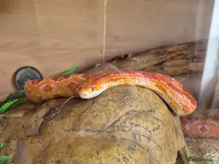 Corn Snake reptiles Corn snake and enclosure - Advert 2