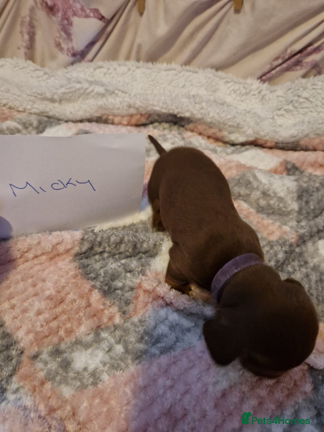Miniature Dachshund dogs for sale: 3 miniature dashounds 1 boy, 2 girls  - Advert 3
