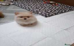 Pomeranian dogs for sale: 3 lovely Pomeranian  - Image 2