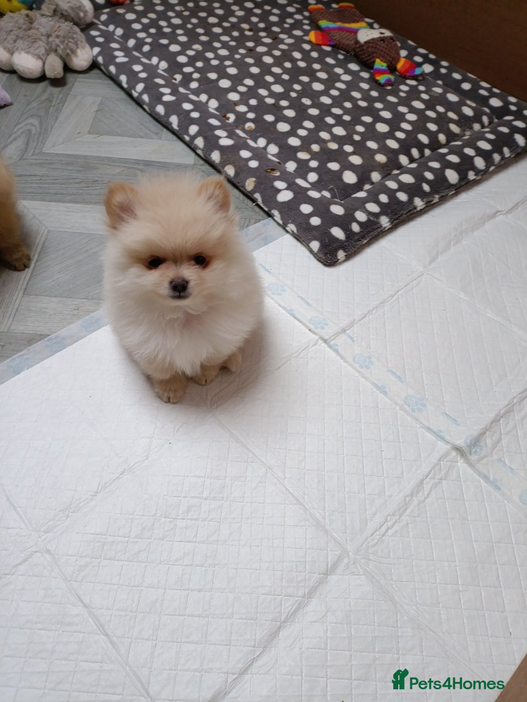 Pomeranian dogs for sale: 3 lovely Pomeranian  - Image 2