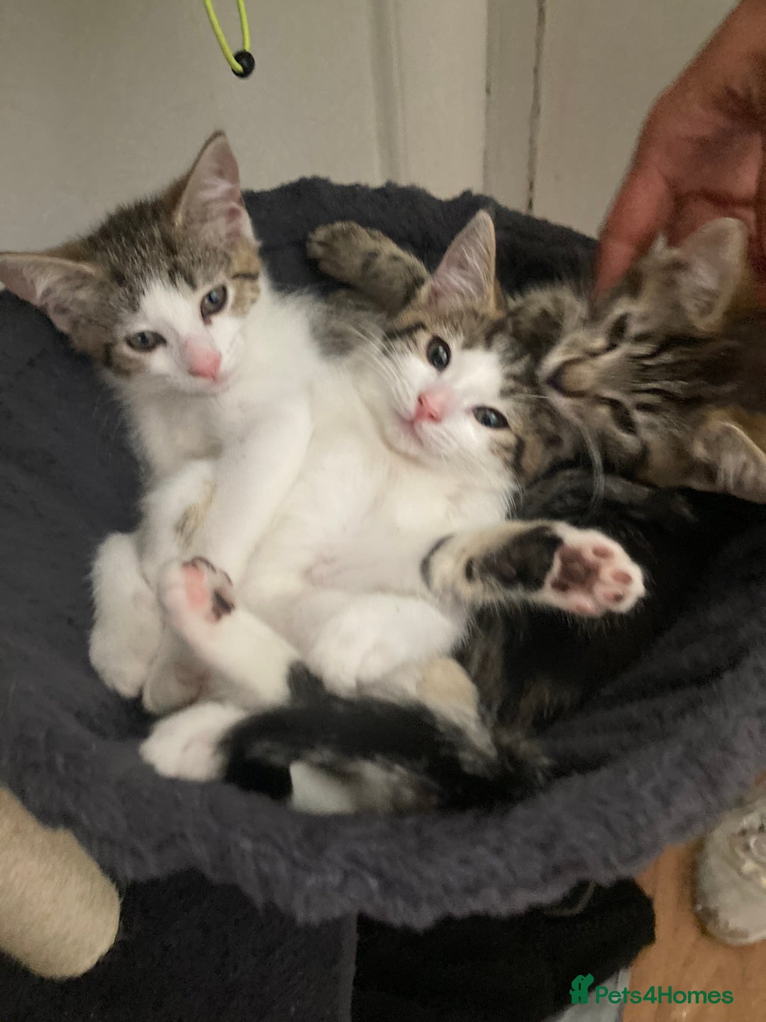 European cats for sale: 4 Cute & Cuddly Kittens Ready For Forever Home - Image 1