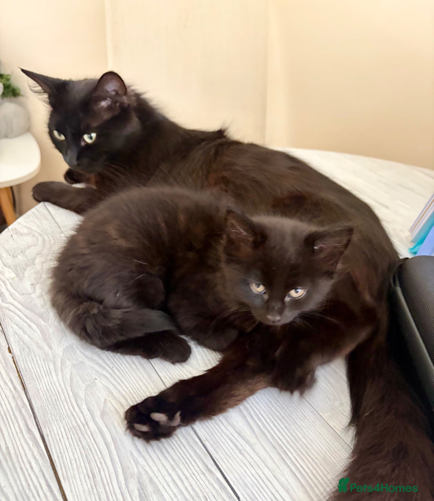 Mixed Breed cats Precious Little Fur Babies - Advert 1