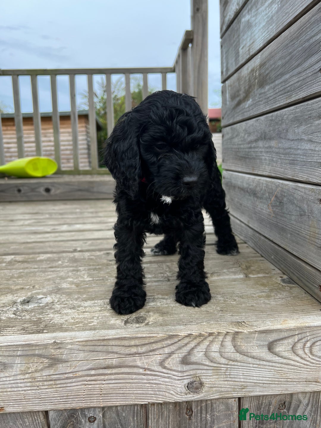 Cockapoo dogs for sale: Adorable F1 Cockapoos from 5* licensed breeder - Image 5