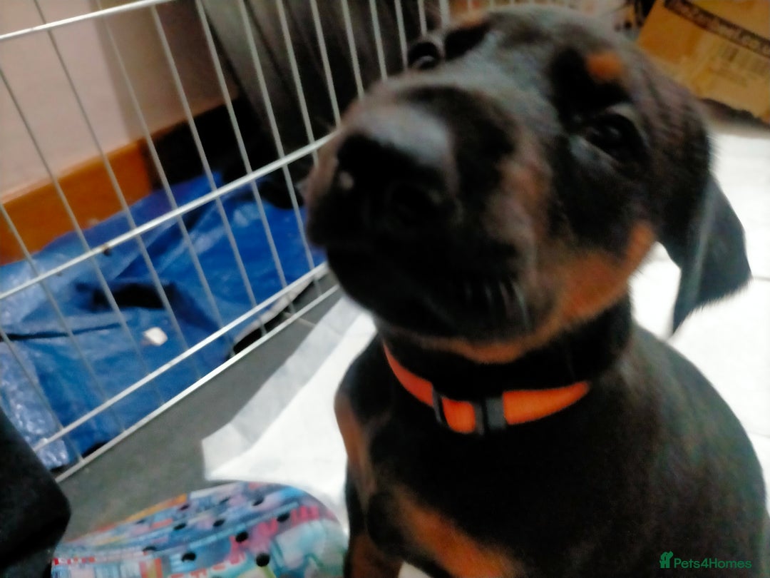 Dobermann dogs for sale: Dobermann puppies - Advert 26