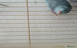 Parrots birds for sale: Bonding pair of parrotlets and conures  - Image 13