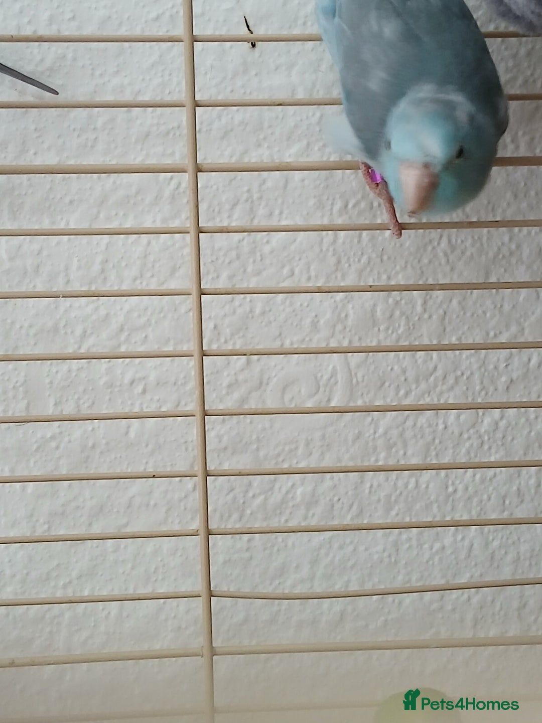 Parrots birds for sale: Bonding pair of parrotlets and conures  - Image 13