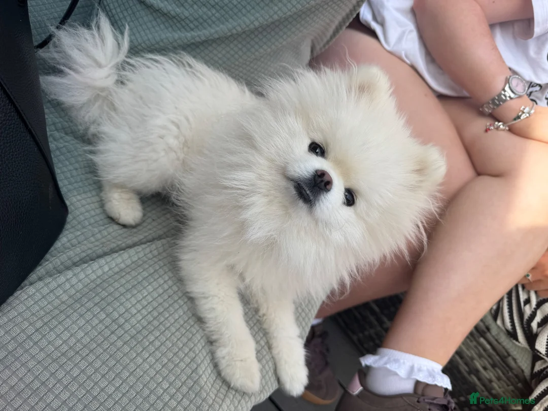 Pomeranian dogs for stud: Miniature Teddy bear Pomeranian for STUD  in Manchester - Advert 5