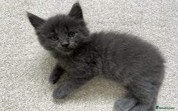 Maine Coon cats for sale: Rare Maine Coon/Russian Blue Kittens - Image 4