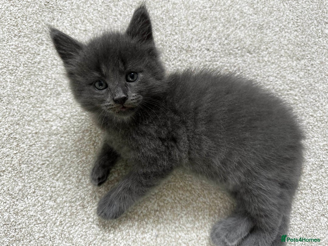 Maine Coon cats for sale: Rare Maine Coon/Russian Blue Kittens - Image 4