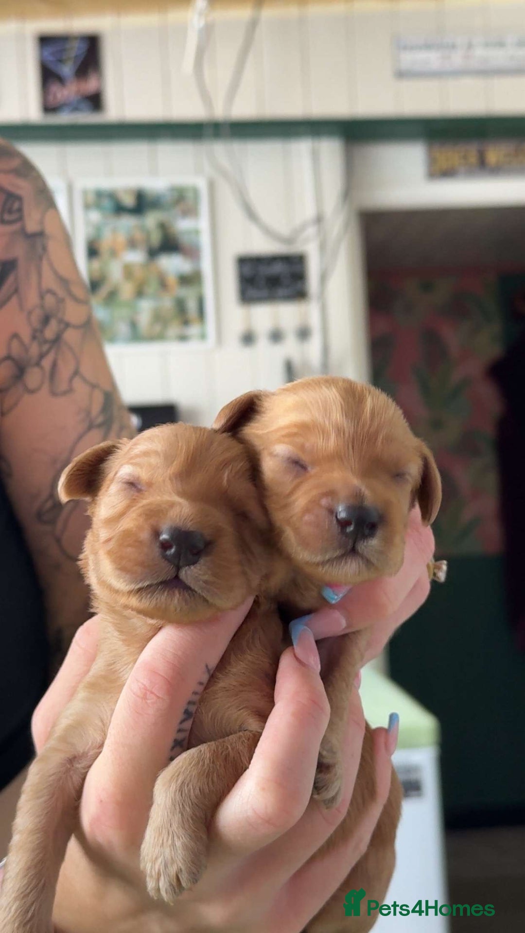 Cockapoo dogs for sale: Beautiful F1 Cockapoos  - Image 5