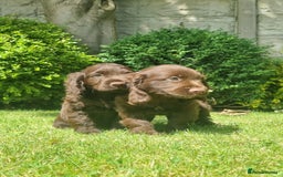 Sprocker dogs for sale: Stunning Sprocker Spaniel puppies  - Image 14