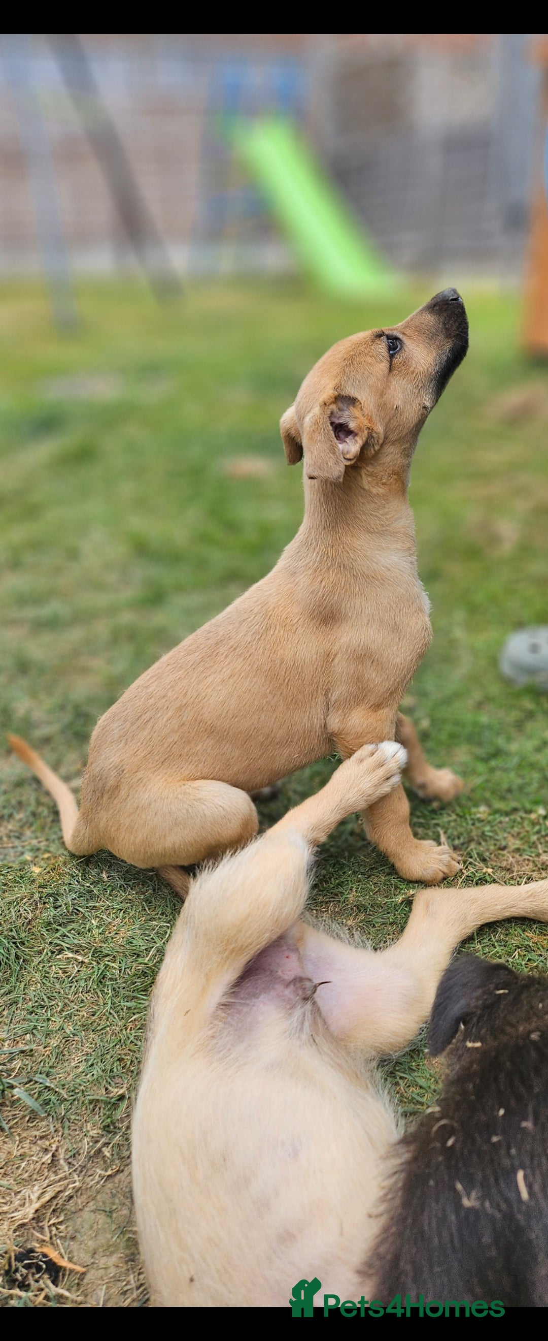 Lurcher dogs for sale: Deerhound Greyhound x deerhound Greyhound f1 - Image 24