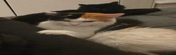 Mixed Breed cats for sale: Beautiful Kittens Ready for Loving Homes - Advert 5