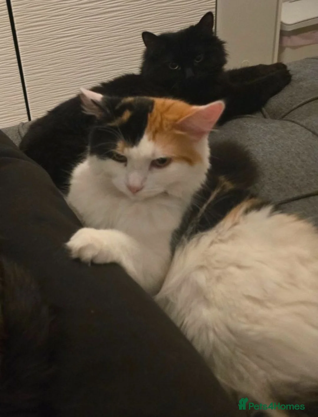 Mixed Breed cats for sale: Beautiful Kittens Ready for Loving Homes - Advert 5
