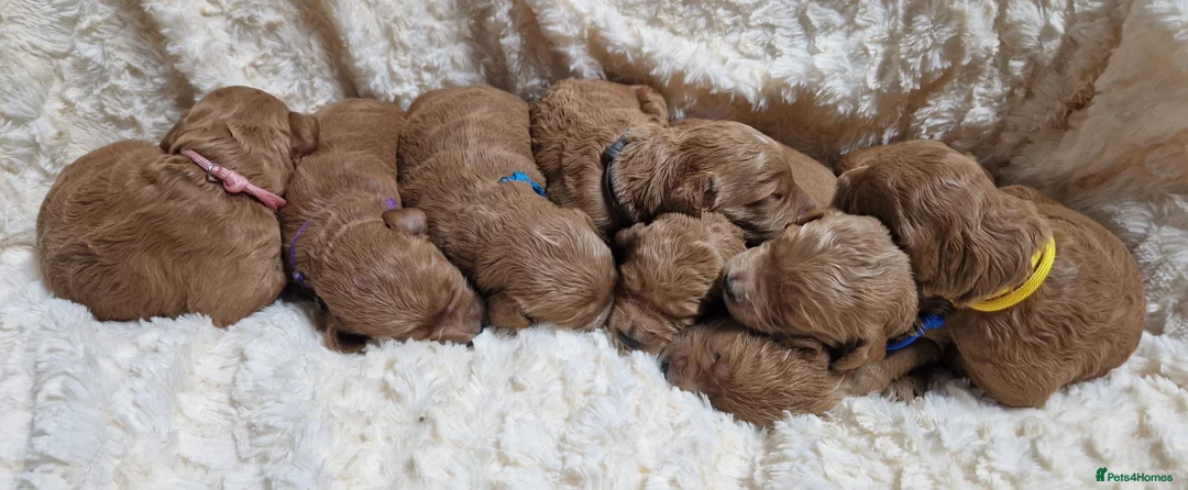 Mini Goldendoodle dogs for sale: Miniature Goldendoodle puppies available - Advert 12