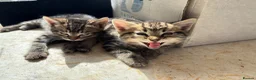 Mixed Breed cats for sale: Kittens in Cullompton - Advert 3