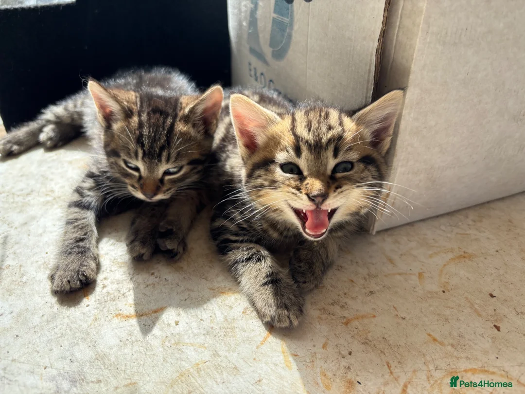 Mixed Breed cats for sale: Kittens in Cullompton - Advert 3