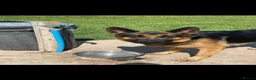 Mixed Breed dogs for sale: Beautiful rottwiler x German shepherd puppies.  - Advert 13