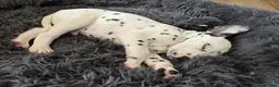 Dalmatian dogs for sale: Beautiful KC Reg Dalmatian Puppies in Newport - Advert 7