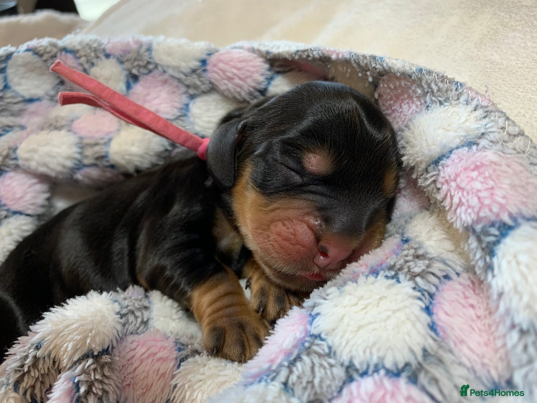 Cocker Spaniel dogs for sale: KC Show Carefully bred for Health and Temperament  - Image 17