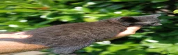Domestic Shorthair cats for sale: Domestic shorthair ready now - Advert 4