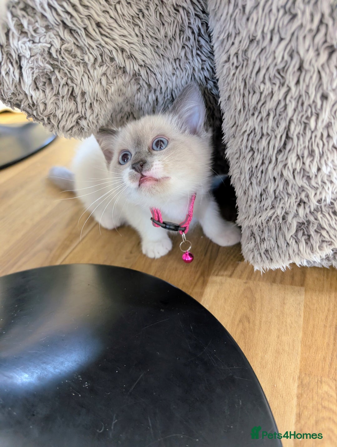 Ragamese cats for sale: 🐾💎Ragdoll X Siamese (Ragamese) Kittens💎🐾 - Image 16