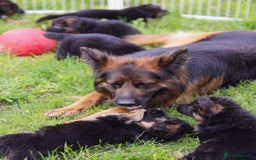 German Shepherd dogs for sale: 🐾🖤 Top-Quality Purebred German Shepherd Puppies - Image 7