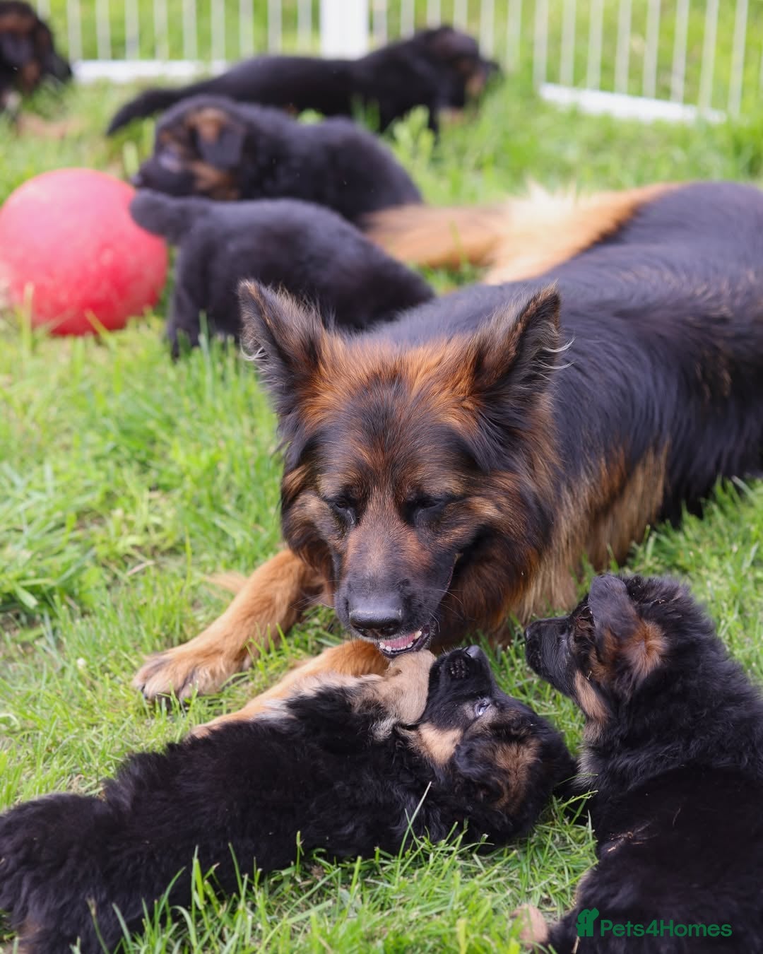 German Shepherd dogs for sale: 🐾🖤 Top-Quality Purebred German Shepherd Puppies - Image 7