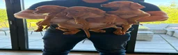 Hungarian Vizsla dogs for sale: KC HUNGARIAN VIZSLA TOP PEDIGREE 3 LEFT in Saltburn-by-the-Sea - Advert 5
