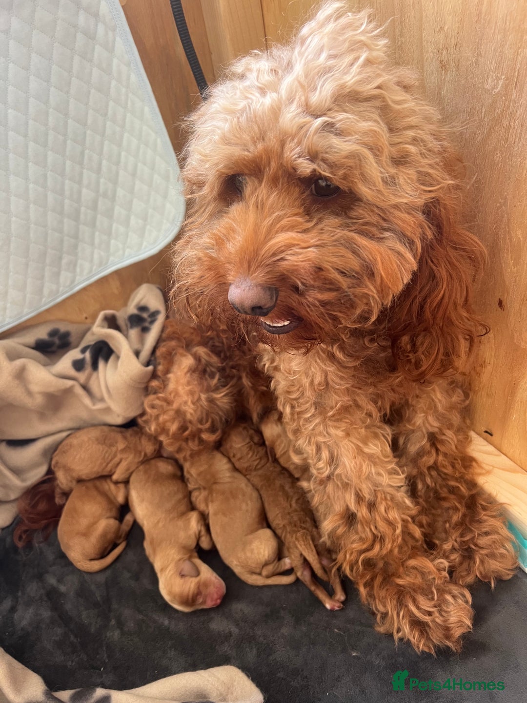 Cockapoo dogs for sale: Beautiful cockerpoo puppies  - Image 18
