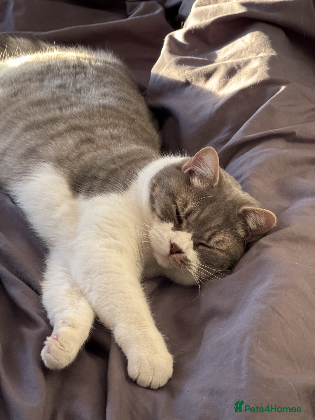 British Shorthair cats for sale: Male british shorthair 2.5 years old indoor only - Advert 1