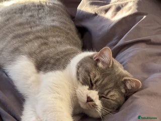 British Shorthair cats Male british shorthair 2.5 years old indoor only - Advert 1