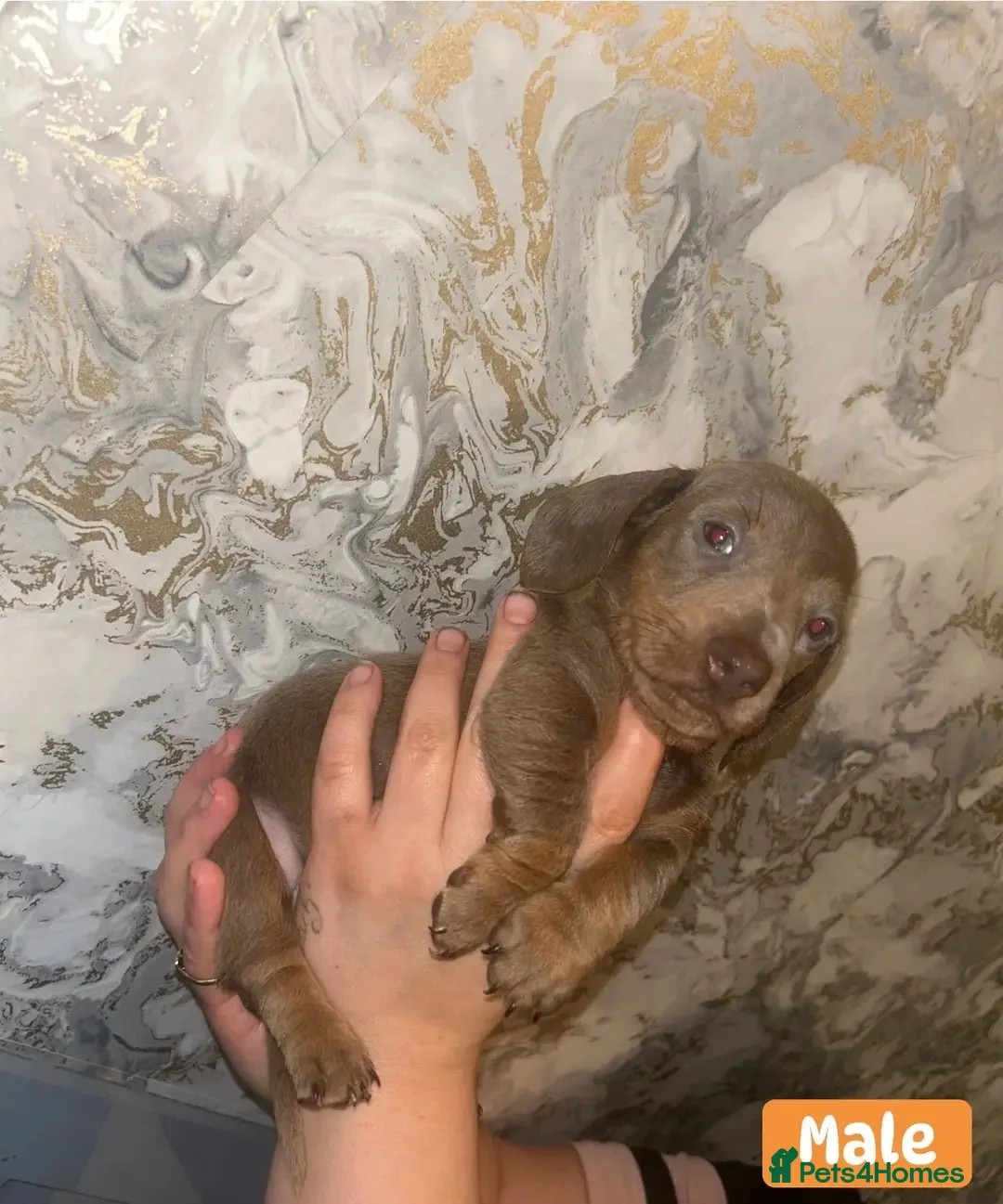 Miniature Dachshund dogs for sale: Minature Dachshund puppys  - Advert 35