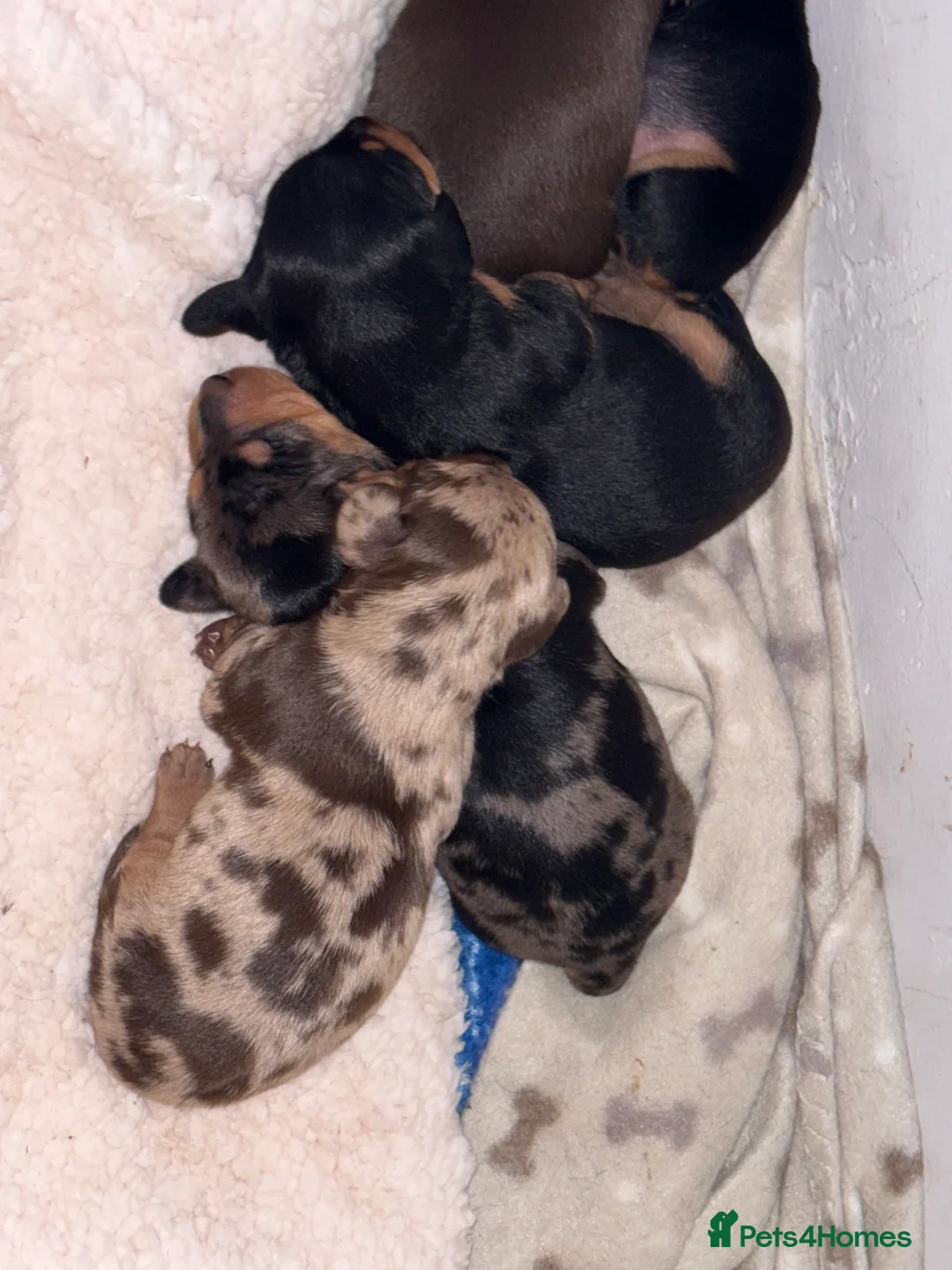 Miniature Dachshund dogs for sale: Miniature dachshund puppies - Advert 9