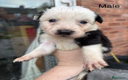 Border Collie dogs for sale: Border collie puppies for sale  - Image 6