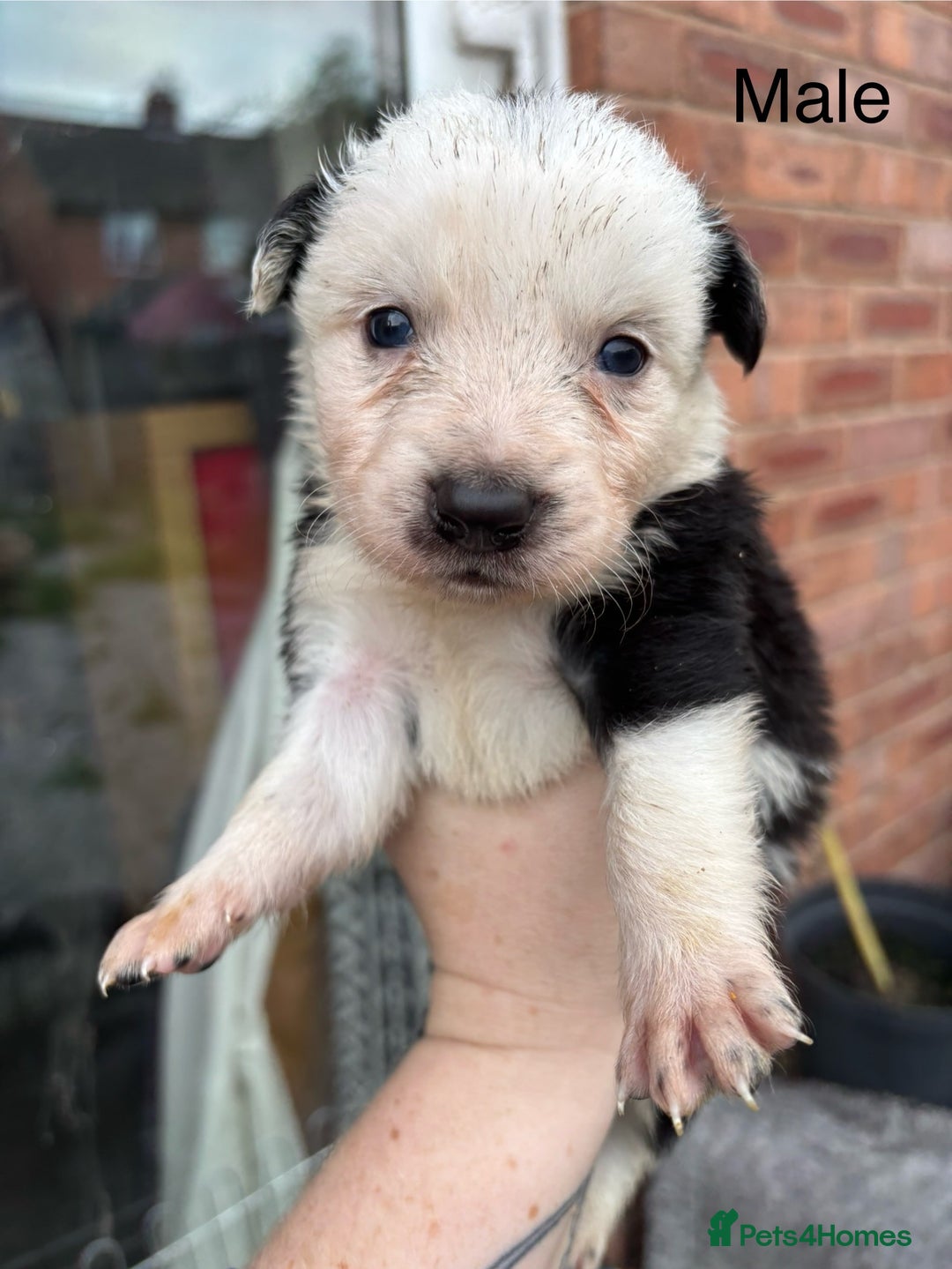 Border Collie dogs for sale: Border collie puppies for sale  - Image 6