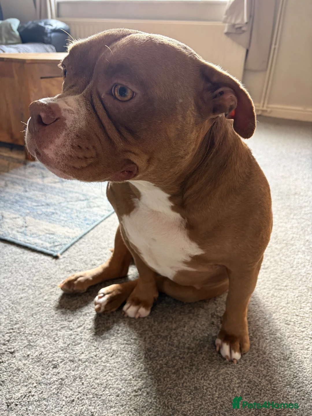 American Bully dogs for sale: Loving pocket bully for re home. - Advert 2